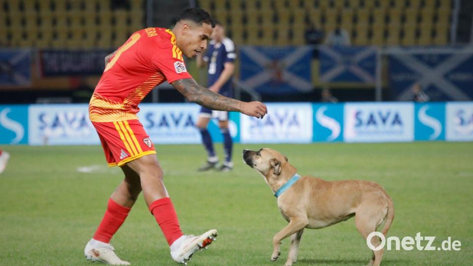 Hund mischt bei Nations-League-Spiel zwischen Nordmazedonien und Schottland mit Bild: Boris Grdanoski/AP/dpa