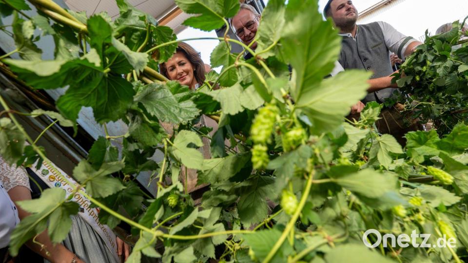 Bayern ist bekannt für den Hopfenanbau. (Archivbild) Bild: Peter Kneffel/dpa