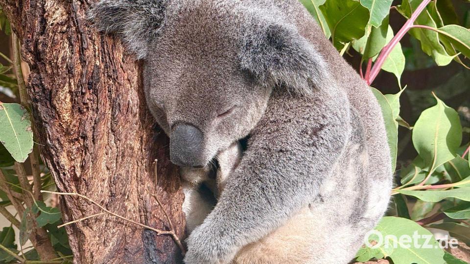 Die meiste Zeit des Tages ruhen Koalas, um Energie zu sparen. Bild: Carola Frentzen/dpa