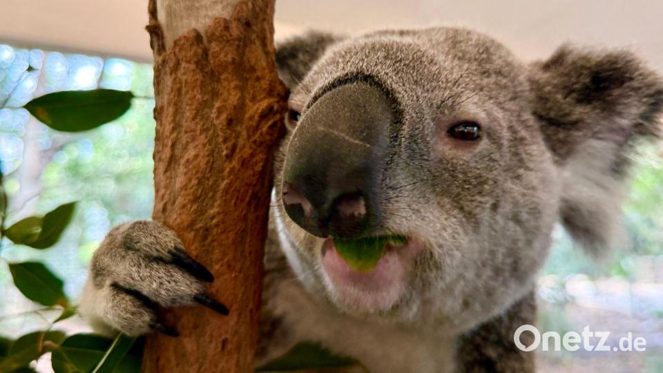 Koalas sind sehr niedlich - und haben erstaunliche Eigenschaften. Bild: Carola Frentzen/dpa