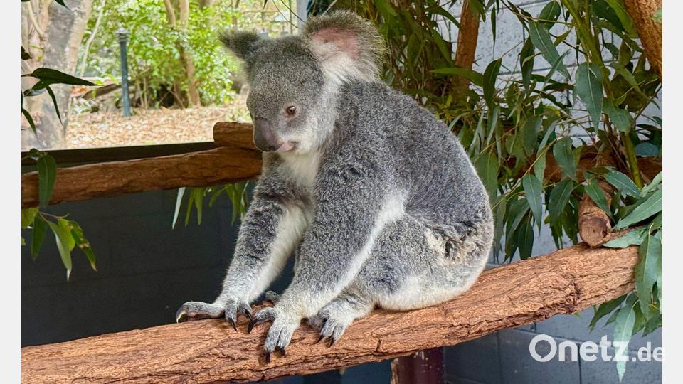 Koalas verlieren immer mehr ihres natürlichen Lebensraums. Bild: Carola Frentzen/dpa