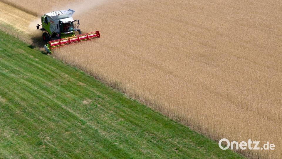 Die Getreideernte in Bayern stand unter dem Eindruck von Hitze und Trockenheit. (Archivbild) Bild: Sven Hoppe/dpa