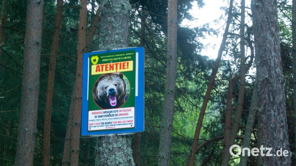 Ein Schild warnt vor Bären am Rande einer Bergstraße in den Karpaten. (Archivbild) Bild: Kathrin Lauer/dpa