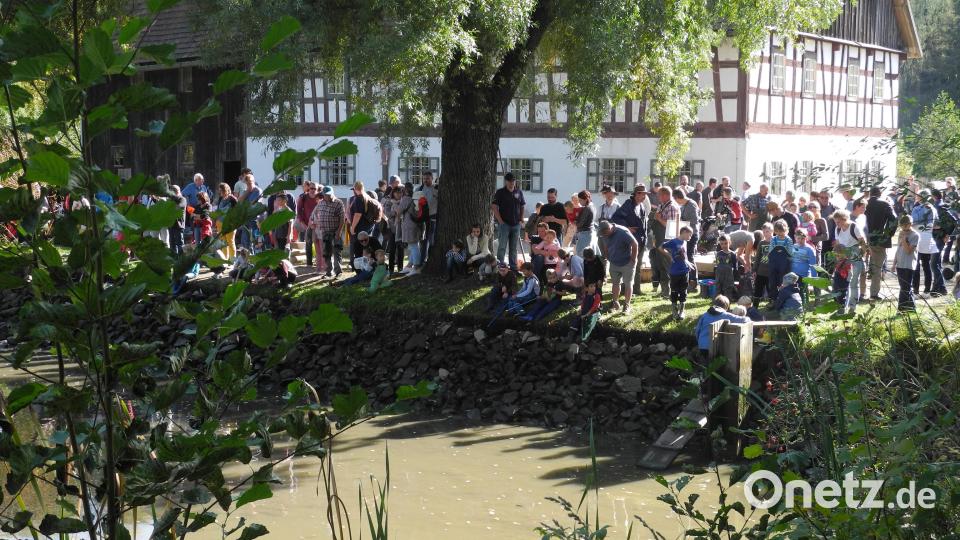 Abfischen des Mühlenteiches im Freilandmuseum Oberpfalz. Bild: Anton Kraus