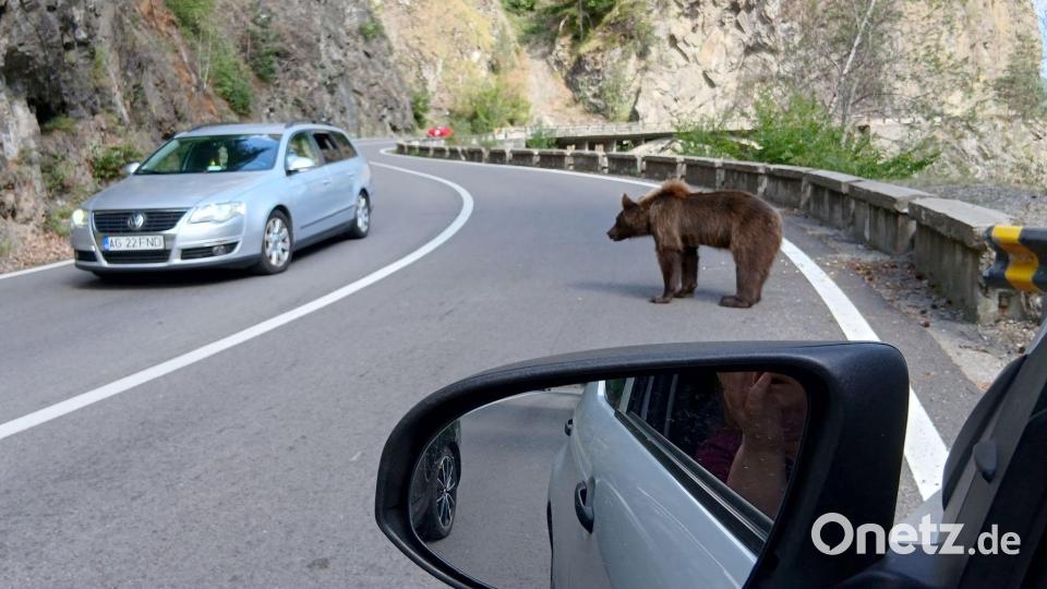 Ein Bär mitten auf der Straße. (Archivbild) Bild: Kathrin Lauer/dpa