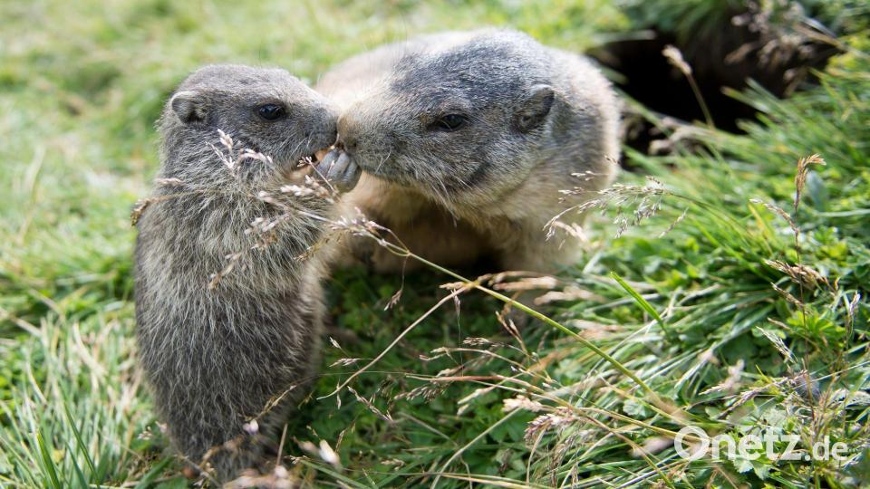 In Russland können Nagetiere Träger von Pesterregern sein. (Archivbild) Bild: Daniel Naupold/dpa