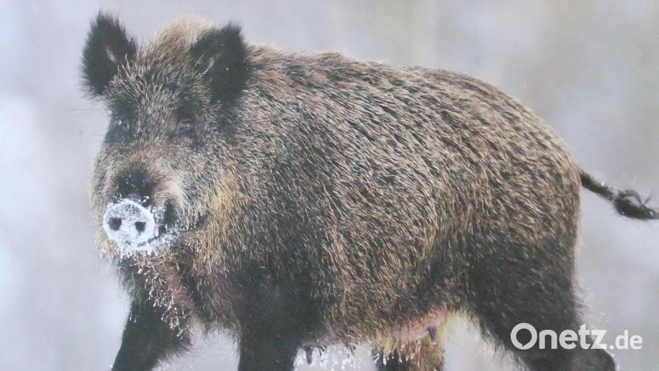 Das Landratsamt Neustadt an der Waldnaab hat am 6. Oktober 2026 die Hegegemeinschaftsleiter und Jagdberater des Landkreises zu einer Besprechung eingeladen, um den Austausch zwischen Verwaltung und jagdlicher Praxis zu stärken. Symbolbild: Michael Götz