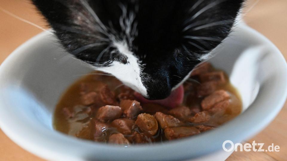 Tierfutter kostet fast 36 Prozent mehr als 2020 – und auch die Hundesteuer erreicht Rekordwerte. (Archivbild) Bild: Marijan Murat/dpa