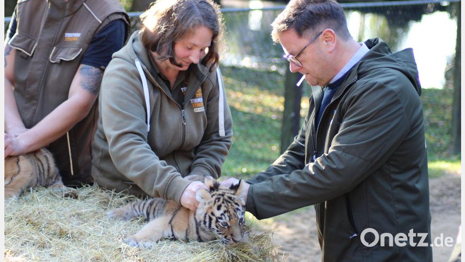 Geimpft und gechippt: die Tiger-Drillinge beim Gesundheits-Check. Bild: Kai Moorschlatt/dpa