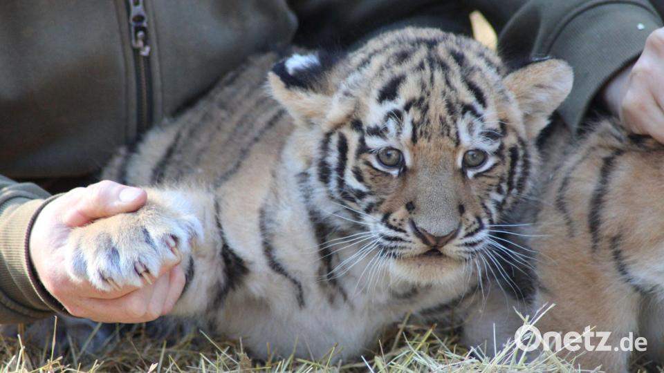 Krallenuntersuchung: Die Tigerbabys sind gesund und munter. Bild: Kai Moorschlatt/dpa