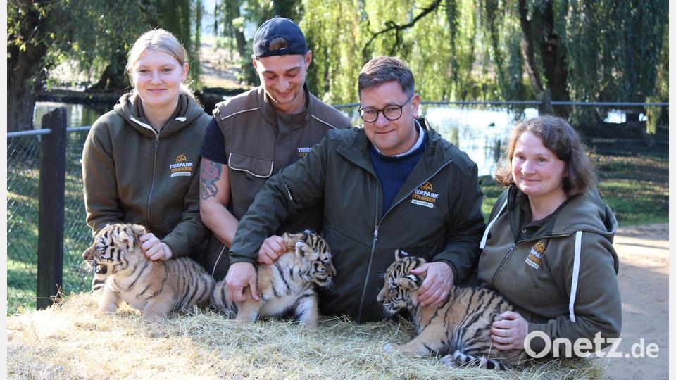 Erster Gesundheits-Check: die drei kleinen Amur-Tiger werden unter anderem gechippt. Bild: Kai Moorschlatt/dpa