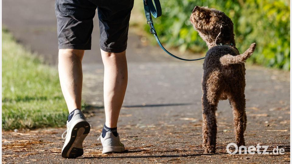 Für das Halten von Hunden erheben Kommunen in Deutschland eine Hundesteuer. Bild: Focke Strangmann/dpa
