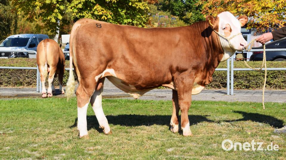 Ein Vollbruder zu Kategorie 10, „Scotty“-Sohn (gezüchtet vom Betrieb Mosandl in Ottmaring im Landkreis Neumarkt). Bild: Steiner/RZO