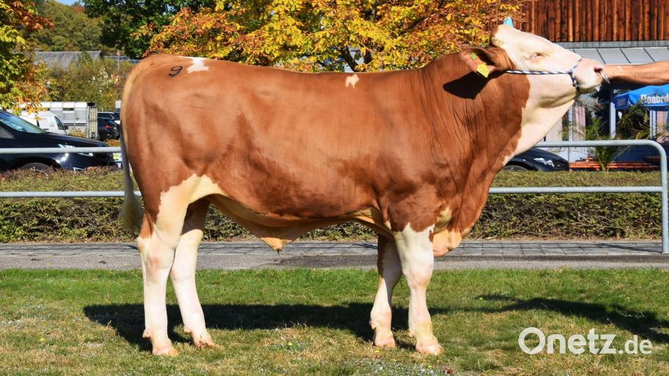 Ein „Hektor“-Sohn gezüchtet vom Betrieb Schleicher in Unterreiselberg im Landkreis Regensburg. Bild: Steiner/RZO