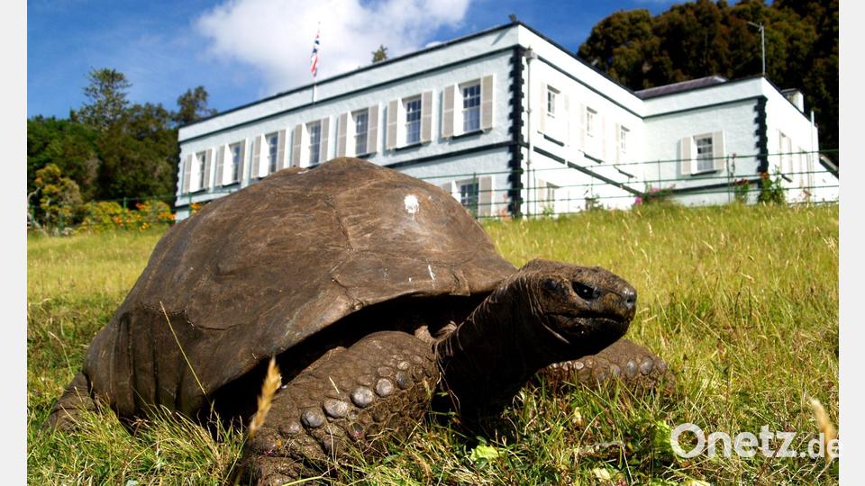 Jonathan ist fast 200 Jahre alt. Bild: Joe Holland/EurekAlert/dpa