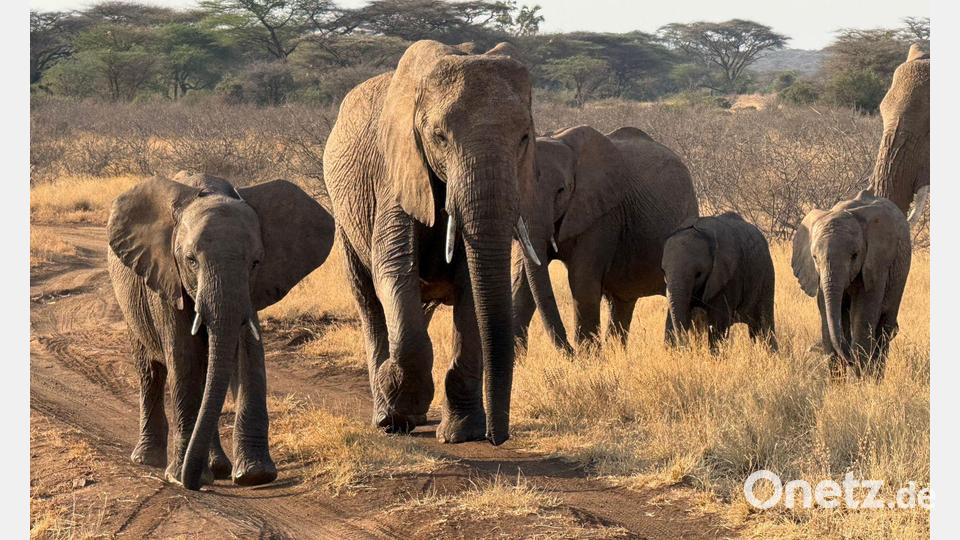 Gezielte Schutzmaßnahmen können einzelnen Elefantenbeständen im südlichen Afrika eine Erholung ermöglichen (Archivbild). Bild: Eva Krafczyk/dpa