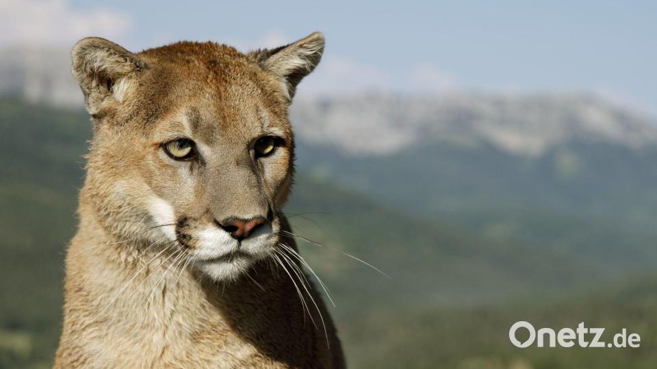 Eigentlich unter anderem in Nordamerika beheimatet: der Puma, auch Berglöwe genannt. (Symbolbild) Bild: Ronald Wittek/dpa