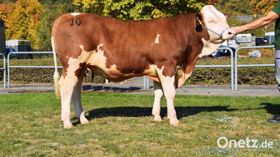 Der beste „Scotty“-Sohn, gezüchtet vom Betrieb Mosandl in Ottmaring (Landkreis Neumarkt). Bild: Steiner/RZO