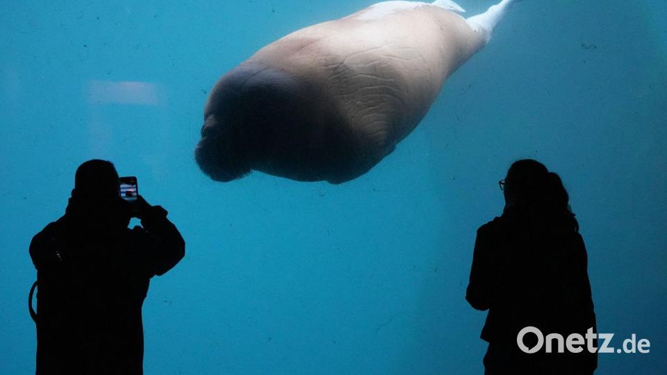 Walross schwimmt im Tierpark Hagenbeck an Besuchern vorbei Bild: Marcus Brandt/dpa