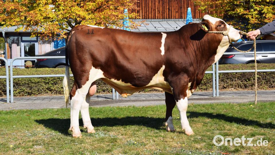 Ein „Himola“-Sohn, gezüchtet vom Betrieb Götz in Großalfalterbach (Landkreis Neumarkt). Bild: Steiner/RZO