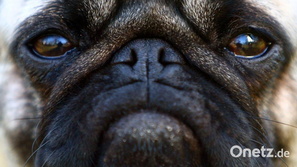 Hitze und Belastung können bei kurznasigen Hunden schwere Atemnot auslösen, die in Extremfällen zum Ersticken führen kann. (Symbolbild) Bild: Fredrik von Erichsen/dpa