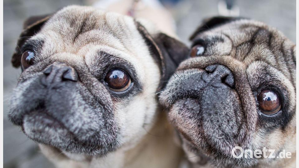Möpse sind bei Hundehaltern beliebt, leiden aber durch ihre Optik. (Symbolbild) Bild: Frank Rumpenhorst/dpa/dpa-tmn