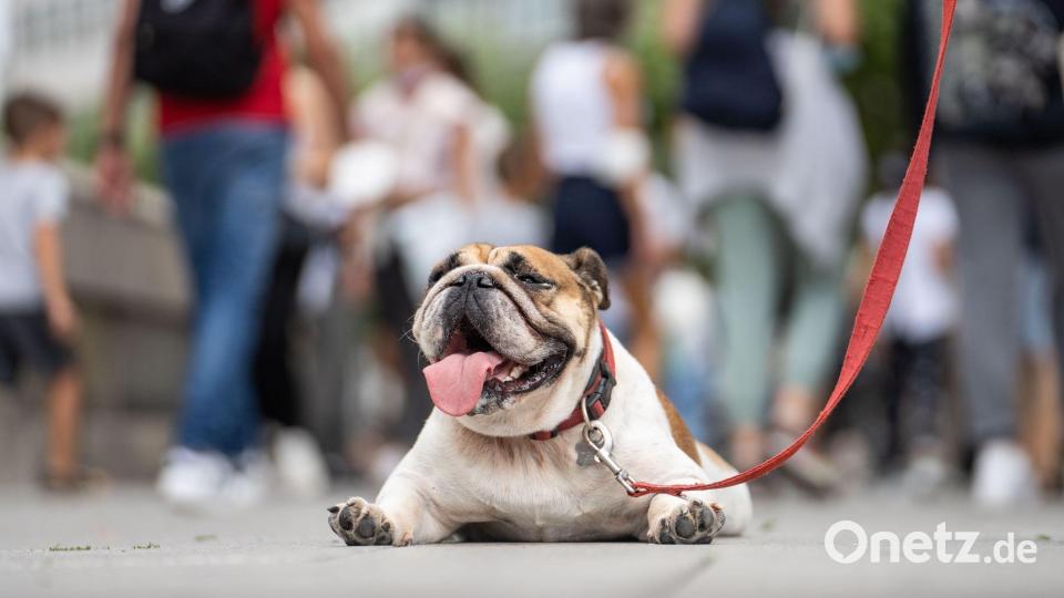 Hunde mit sehr kurzen Nasen können kaum atmen und machen häufig Schnarchgeräusche. (Symbolbild) Bild: Frank Rumpenhorst/dpa/dpa-tmn