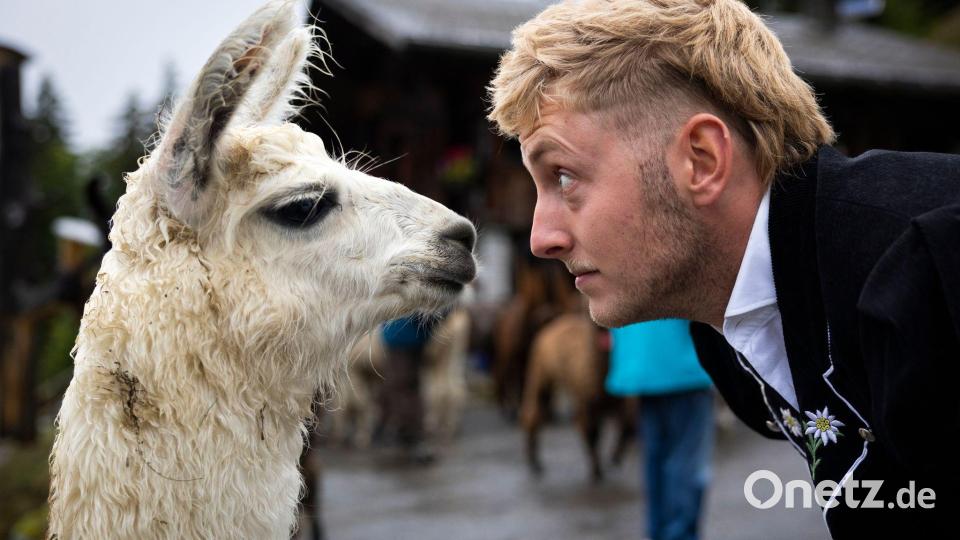Ein tiefer Blick in die Augen - Rico und sein Lama kurz vor dem Alpabzug in der Schweiz. Bild: Peter Klaunzer/KEYSTONE/dpa