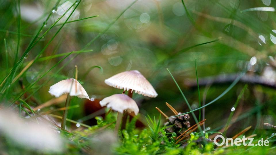 Bei Memmelsdorf in Unterfranken wachsen Helmlinge, während Regentropfen um sie herum in der Sonne glitzern. Bild: Pia Bayer/dpa