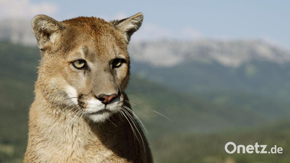 Pumas sind in Amerika heimisch - nicht in Bayern (Archiv). Bild: Ronald Wittek/dpa
