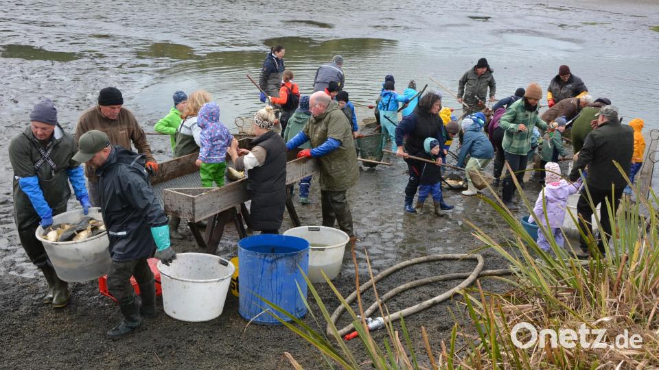 Groß und Klein packten am Freitagnachmittag beim Abfischen des Teichs am „Gowerlhof“ in Rothenbürg kräftig mit an. Die Ausbeute konnte sich sehen lassen: 16 Zentner Fisch gingen ins Netz. Bild: Josef Rosner