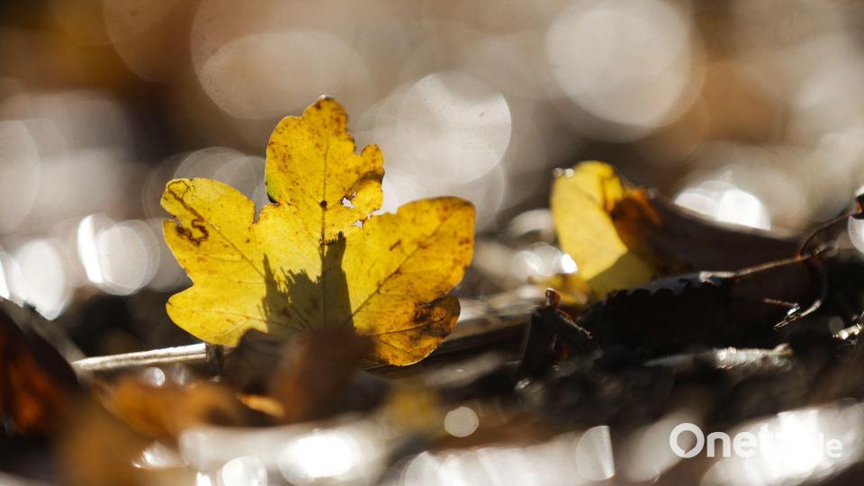 Ein herbstlich gefärbtes Blatt liegt im Gegenlicht der Sonne auf einem Feld bei Langenenslingen. Bild: Thomas Warnack/dpa