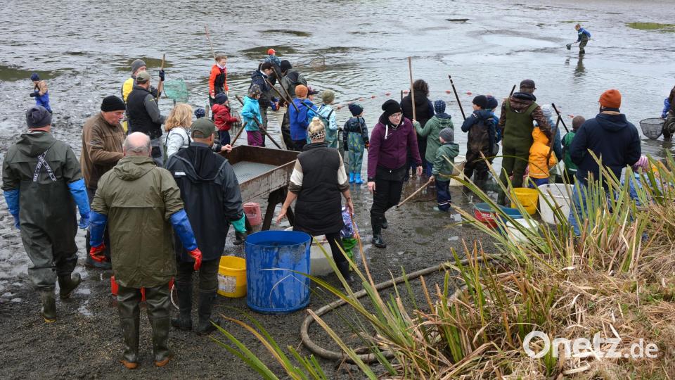 Mit Keschern und Netzen rückten die Helfer an. Beim traditionellen Abfischen am „Gowerlhof“ in Rothenbürg war ordentlich Körpereinsatz gefragt. Bild: Josef Rosner