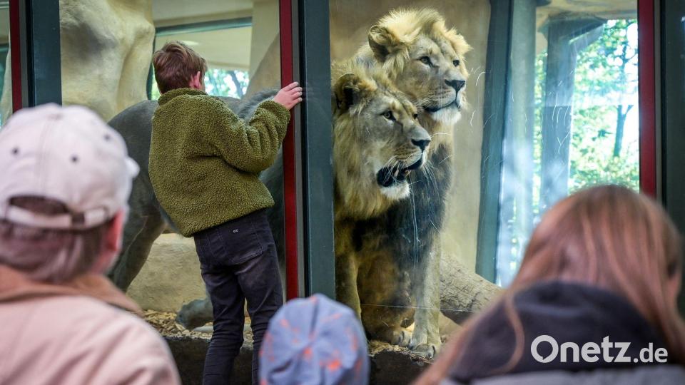 Keine Angst vor großen Löwen - Besucher im Zoo Halle schauen hinter die Kulissen. Bild: Heiko Rebsch/dpa