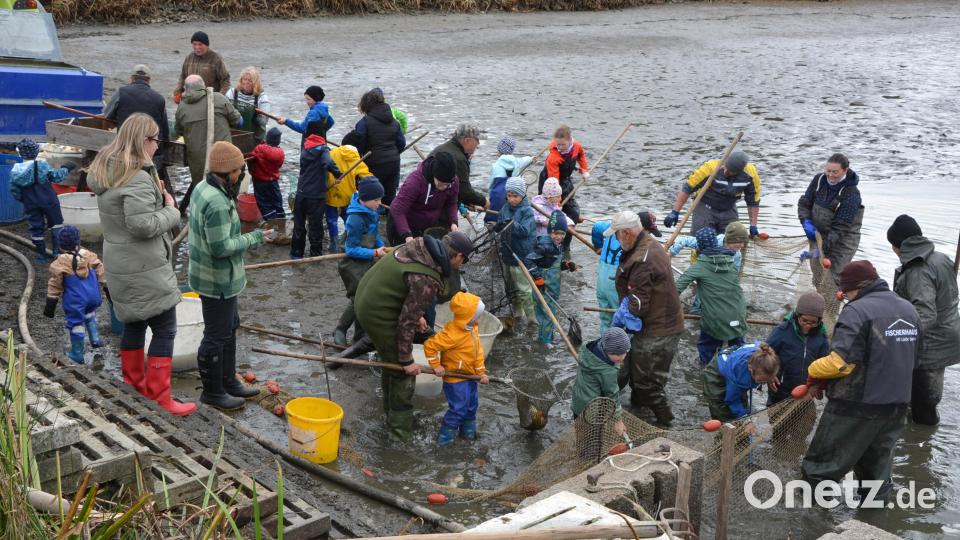 Da blieb kaum einer sauber: Beim Abfischen am „Gowerlhof“ in Rothenbürg wateten die Kinder durch den schlammigen Teichgrund und halfen dabei, die Fische an Land zu holen. Bild: Josef Rosner
