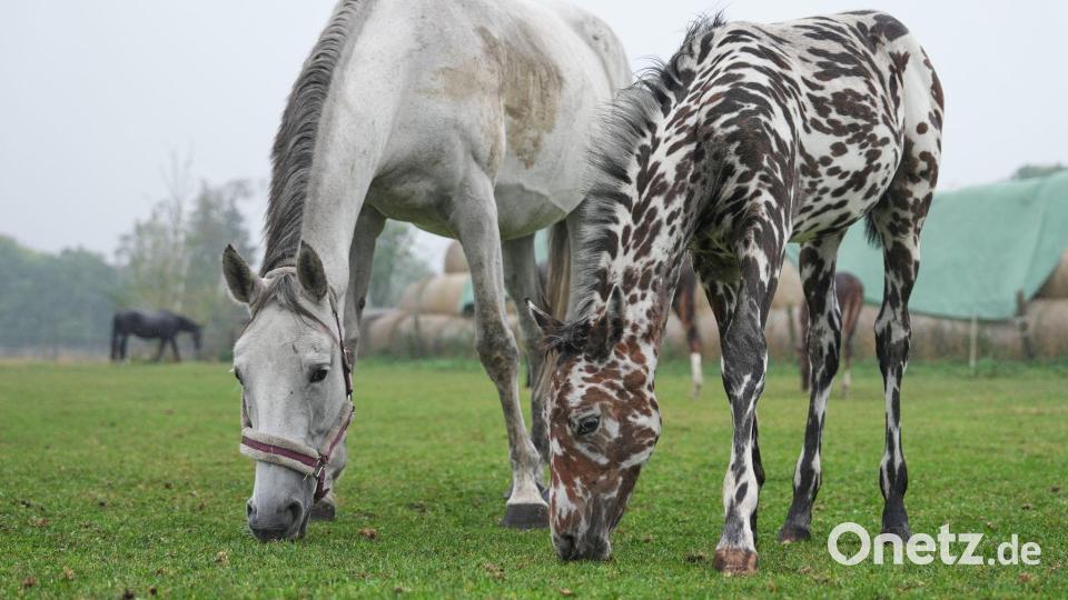 Zebrahaft geschecktes Fohlen J‑Nimon K. steht mit anderen Pferden auf der Weide. Das Fohlen wurde bei einer Pferdeauktion in Wien für 75.000 Euro nach Dubai verkauft. Bild: Sven Kaeuler/dpa