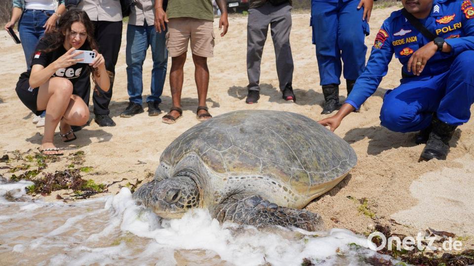 Auf ins rettende Wasser: Polizisten und Aktivisten lassen grüne Meeresschildkröten wieder ins Meer zurück, nachdem sie am Serangan-Strand auf der Insel Bali in Indonesien auf einem leeren Boot gefunden wurden, das offenbar von Wilderern zurückgelassen worden war, die vor einer Polizeirazzia geflohen waren. Bild: Firdia Lisnawati/AP/dpa