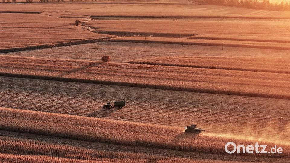 Erntearbeiten auf einem Maisfeld in Tongjiang in der nordostchinesischen Provinz Heilongjiang. Bild: Liu Wanping/XinHua/dpa