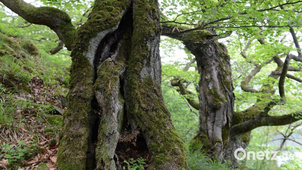 Der Nationalpark Kellerwald-Edersee wird als Positivbeispiel genannt. Bild: Uwe Zucchi/dpa