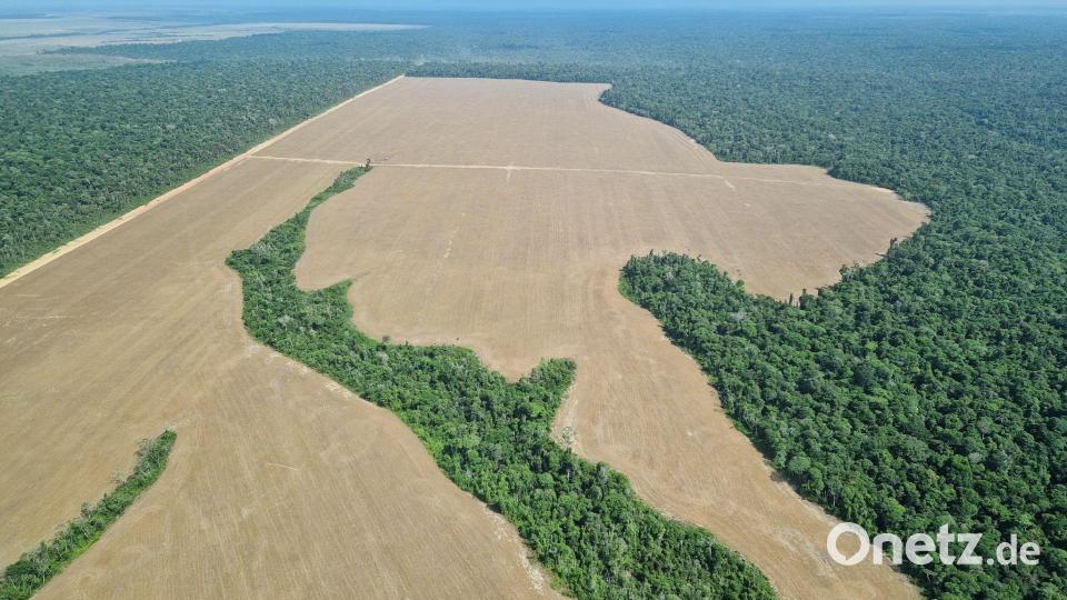 Weitere Gründe für die Rodung riesiger Flächen sind in Brasilien der Anbau von Soja sowie die Viehhaltung. Bild: Larissa Schwedes/dpa