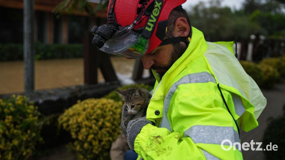 Tierrettung in der Türkei: Katze nach Regenfluten im Arm eines Helfers Bild: Emrah Gurel/AP/dpa