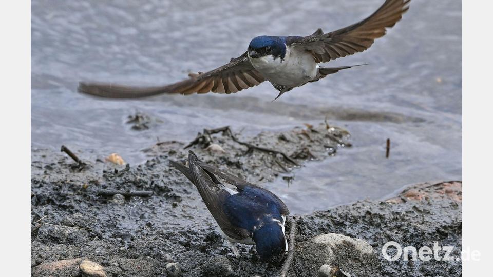 Die Mehlschwalbe verbringt den Winter in Afrika. Im April kehrt sie in ihre Brutgebiete zurück. (Archivbild) Bild: Patrick Pleul/dpa
