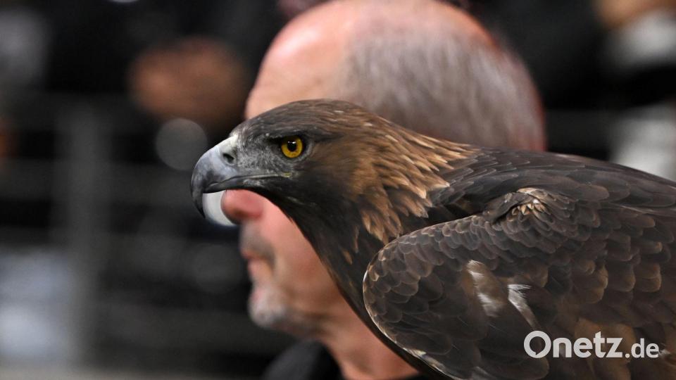 Steinadler Attila, das lebende Maskottchen von Eintracht Frankfurt, im Stadion beim Spiel gegen den 1. FC Köln. Bild: Jennifer Brückner/dpa