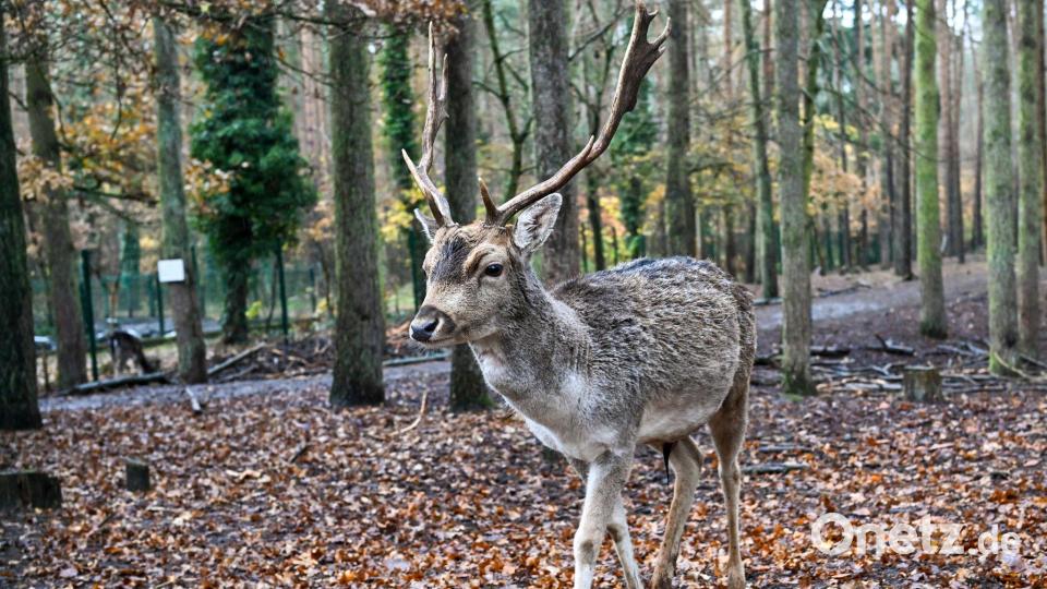 Im Sommer haben die Tiere weiße Flecken auf dem Fell, im Winter sind diese kaum sichtbar. (Symbolbild) Bild: Jens Kalaene/dpa