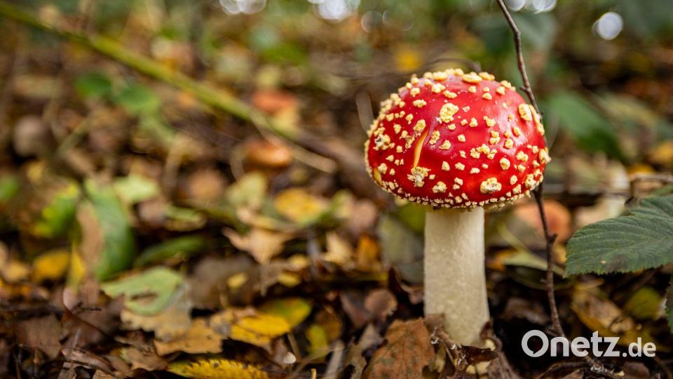 Nicht jeder giftige Pilz ist so einfach zu erkennen wie der Fliegenpilz. Bild: Christoph Reichwein/dpa
