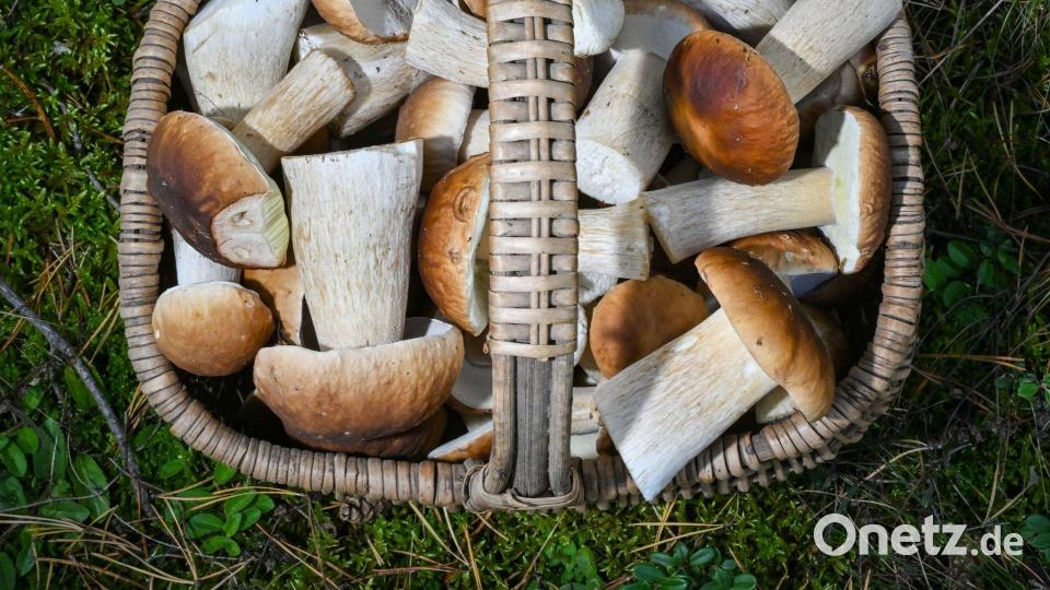 Pilzesammeln erfreut sich als Beschäftigung im Herbst großer Beliebtheit: Mittlerweile gibt es sogar selbst ernannte Pilz-Influencer. Bild: Patrick Pleul/dpa