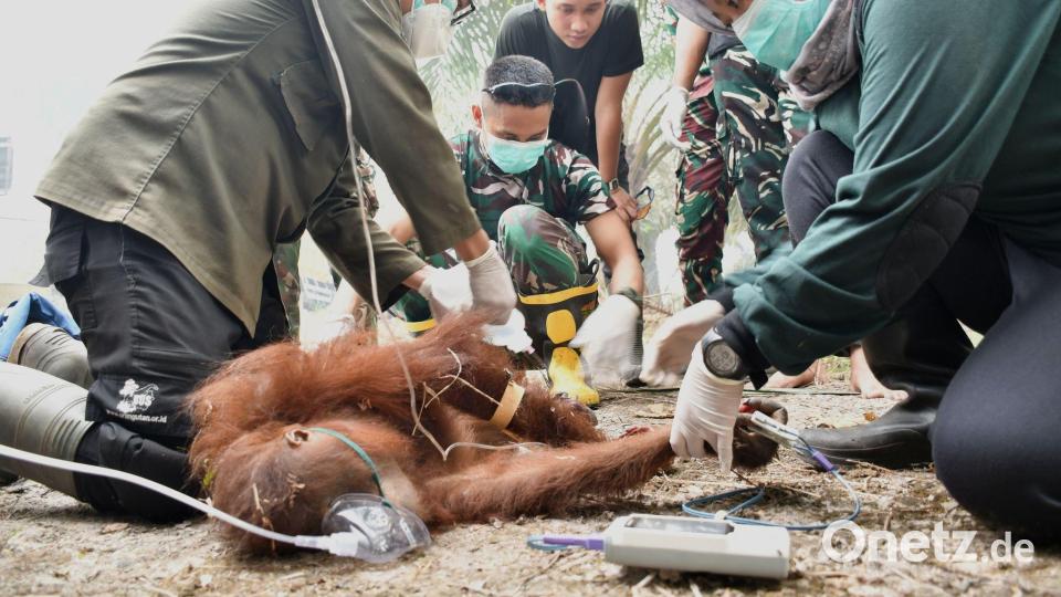Ein gerettetes Jungtier trug schwere Verbrennungen davon. Bild: -/Borneo Orangutan Survival/dpa