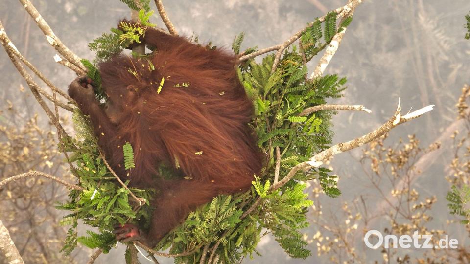 Ein Orang-Utan-Weibchen klammert sich während eines Waldbrandes an eine Baumkrone. Bild: -/Borneo Orangutan Survival/dpa