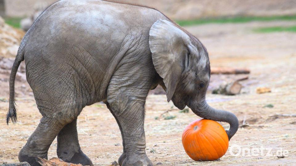 Das ist ein Kürbis, kleiner Elefant Bild: Klaus-Dietmar Gabbert/dpa