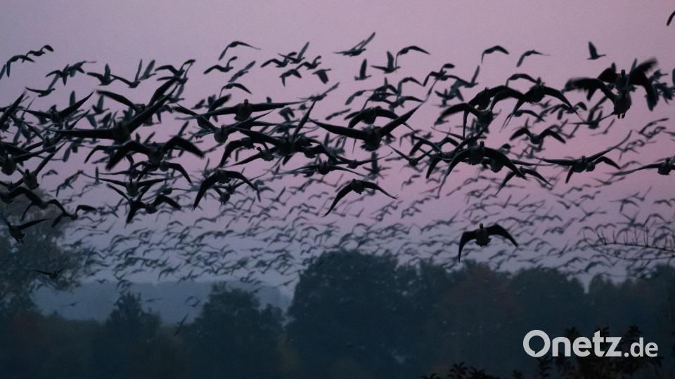 Vogelzug Bild: Klaus-Dietmar Gabbert/dpa